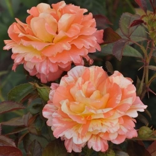 Rosa Vizantina™ - portocaliu - alb - Trandafir copac cu trunchi înalt - cu flori în buchet - coroană tufiș